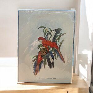 Vintage 1940s Fiery Parakeet Bird Print